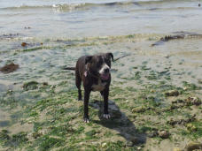 Carley - at Pawsitive Adventures